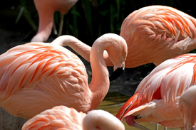 Flamingos/12823275