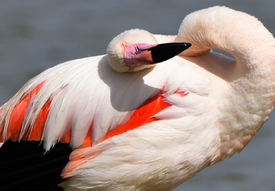 Entspannter Flamingo/12823431